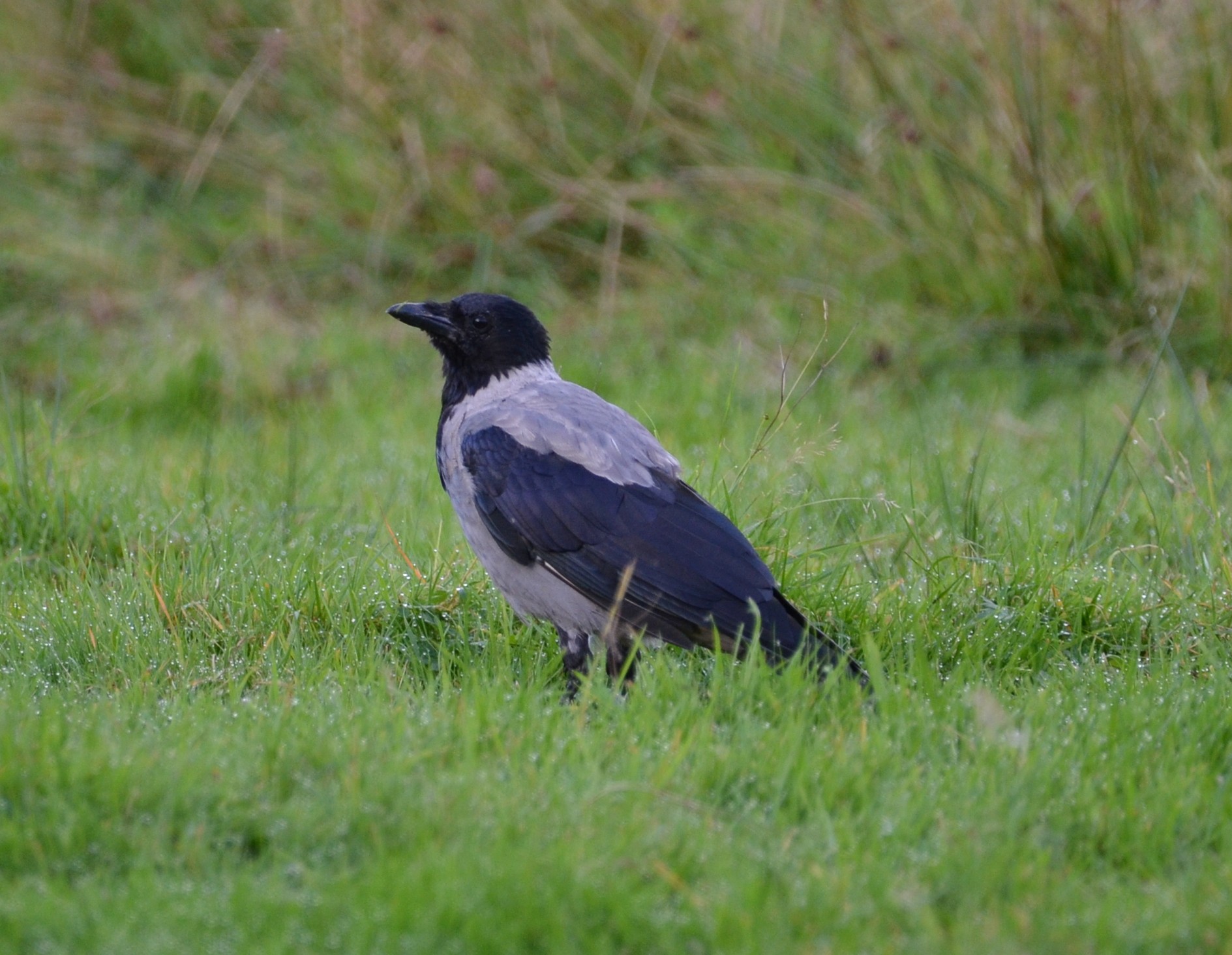 Hooded Crow