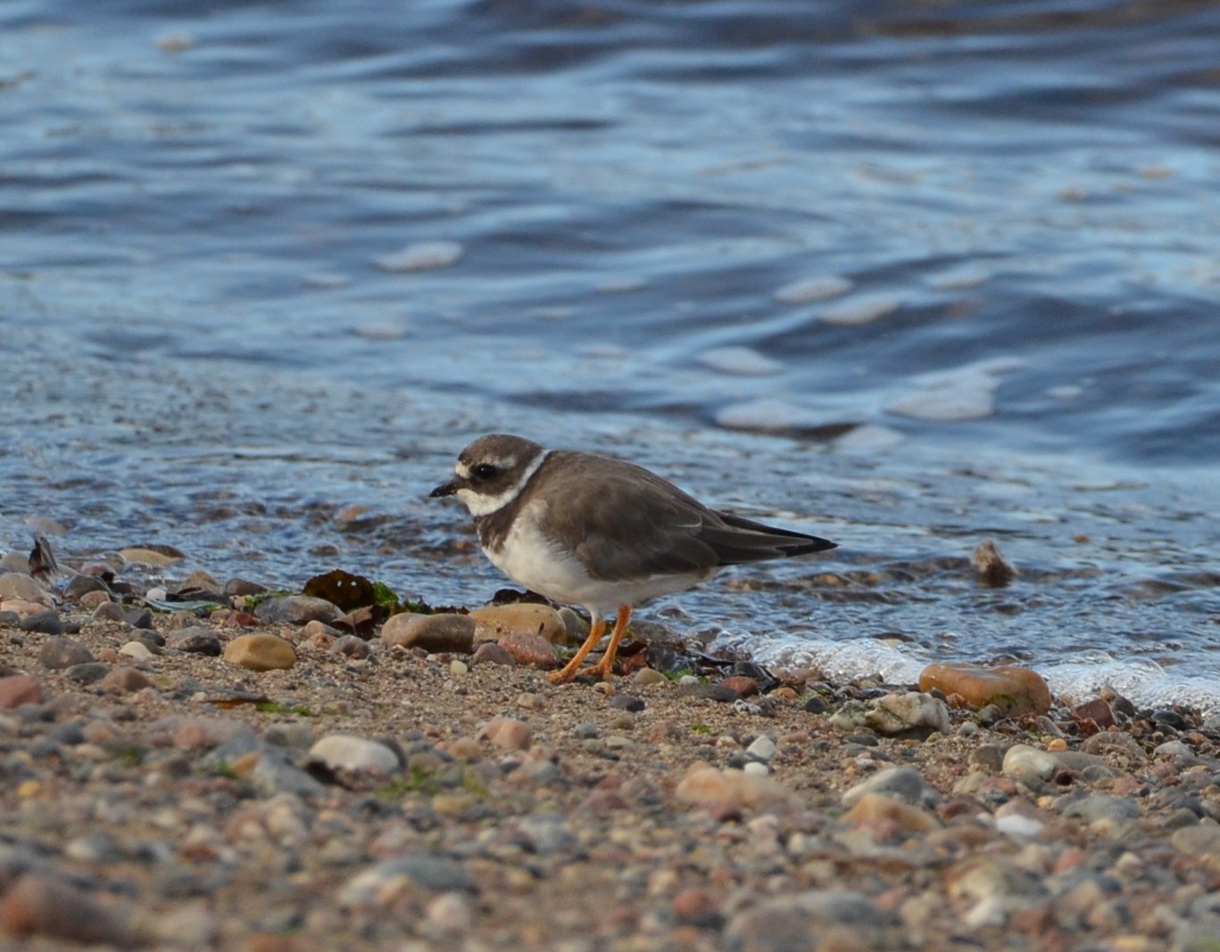 Ringed Plover