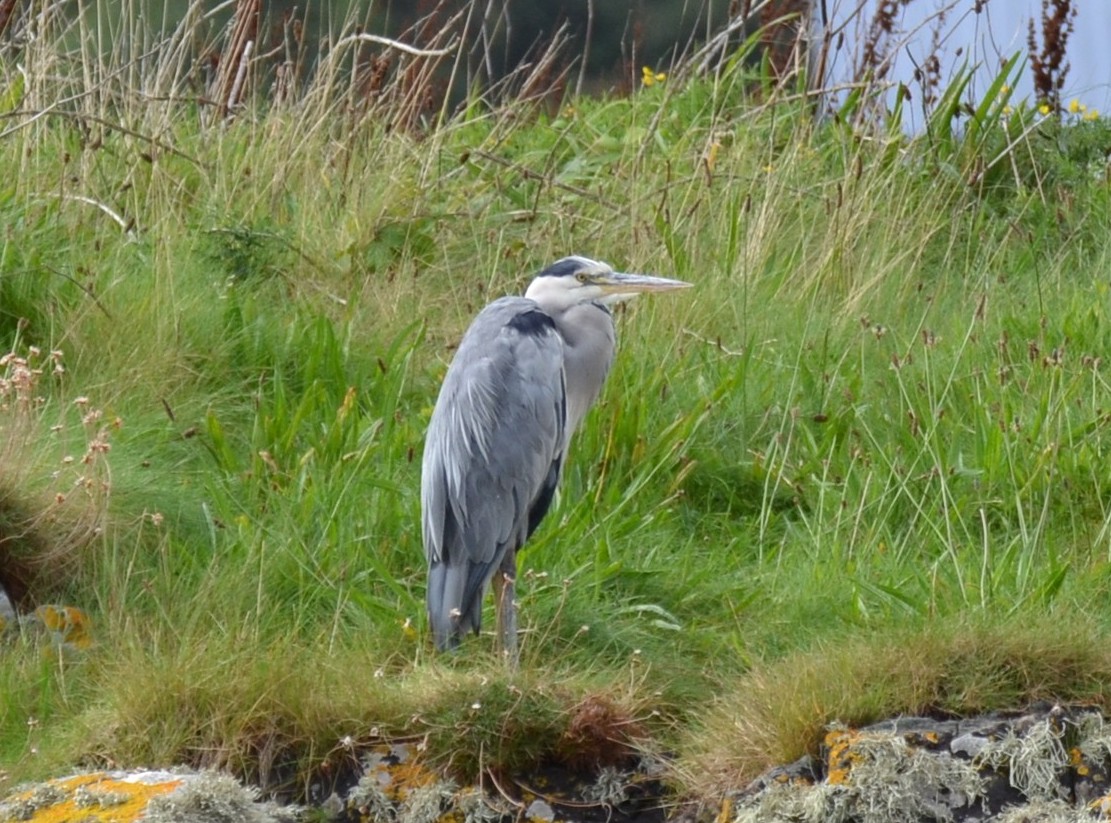 Grey Heron
