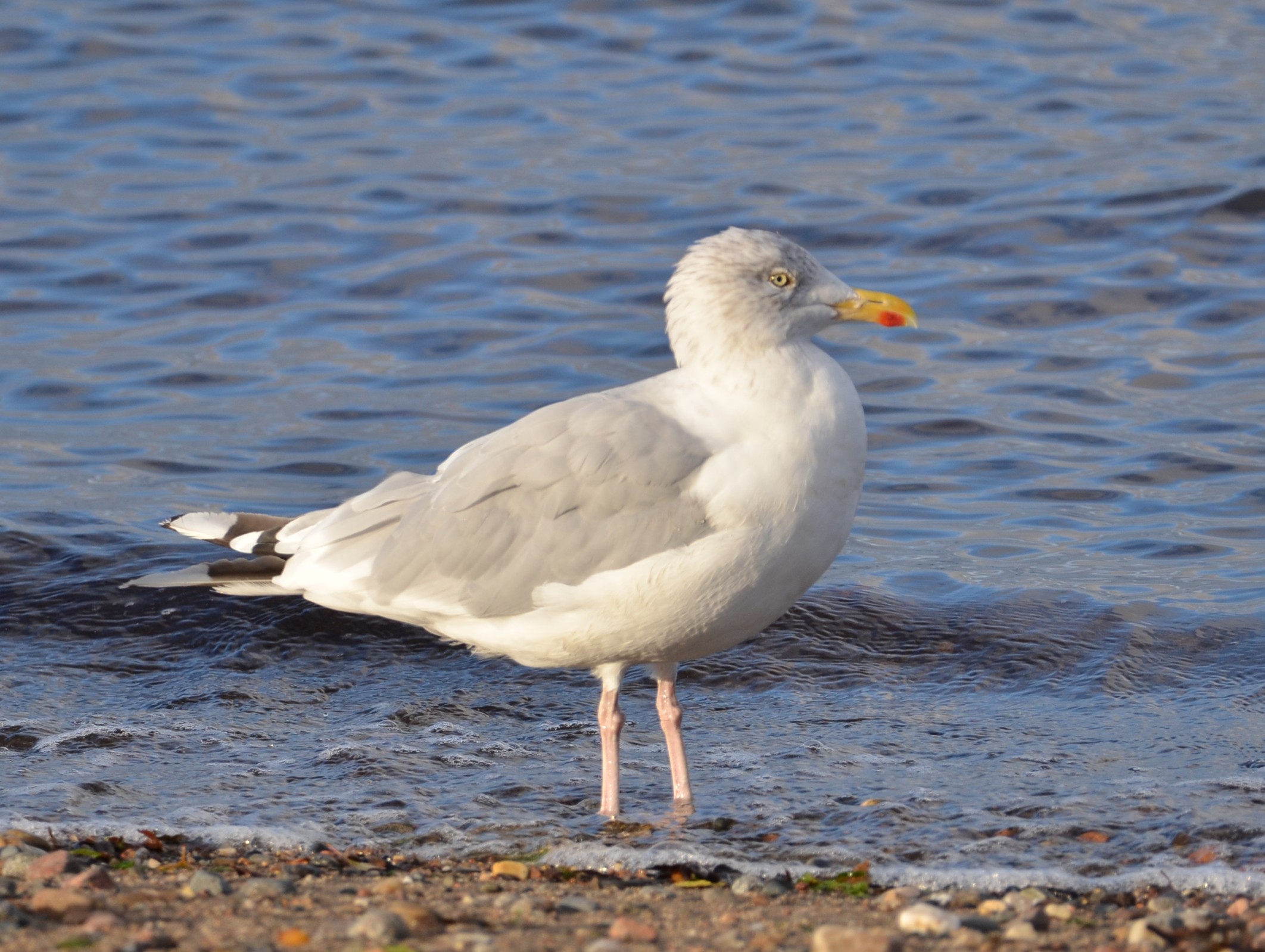 Herring Gull