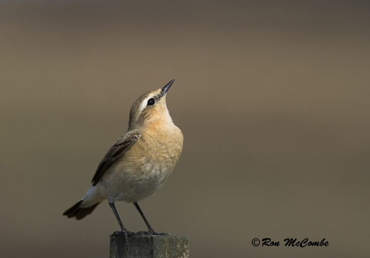Wheatear