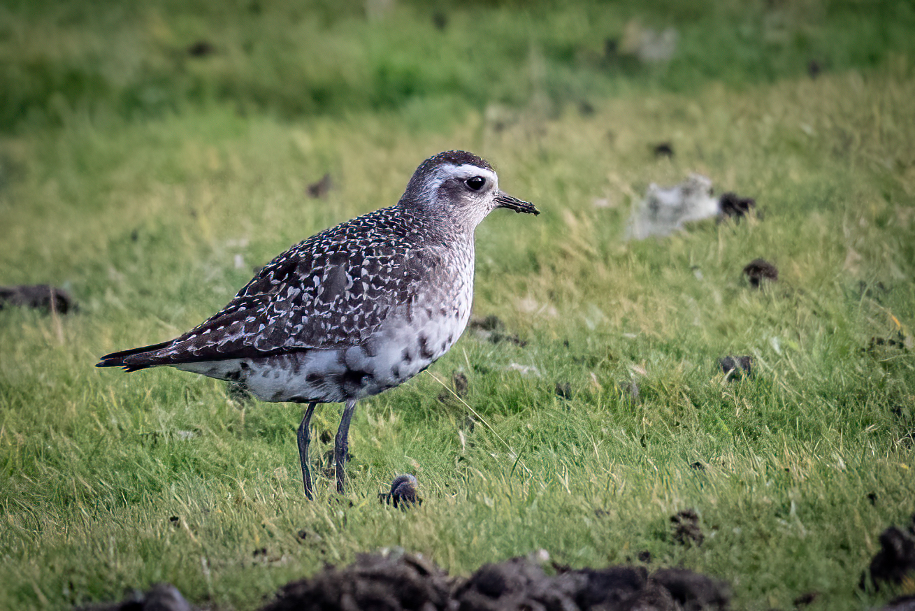American Golden Plover