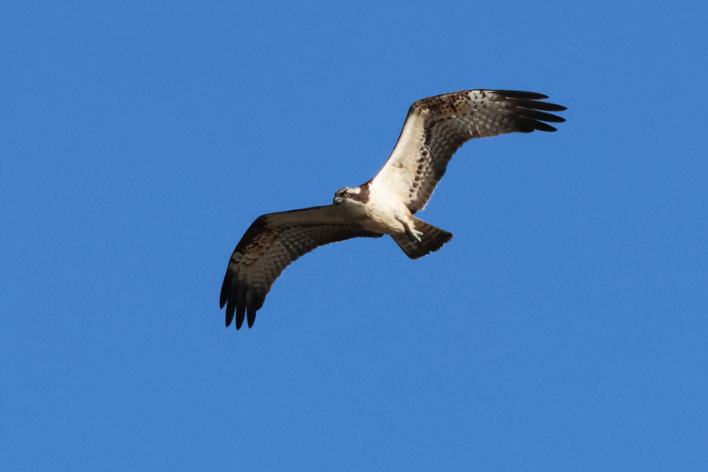 Osprey