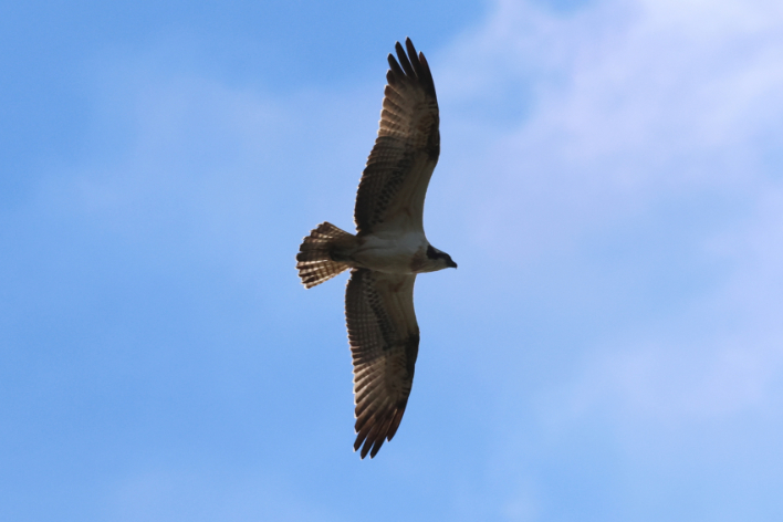 Osprey