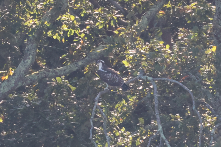 Osprey