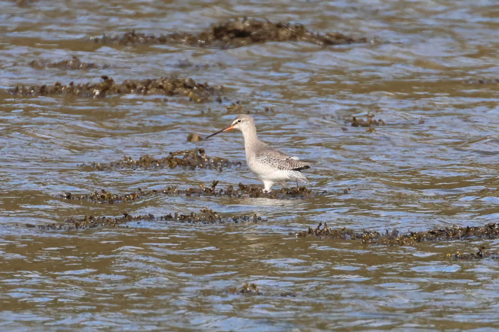 Spotted Redshank