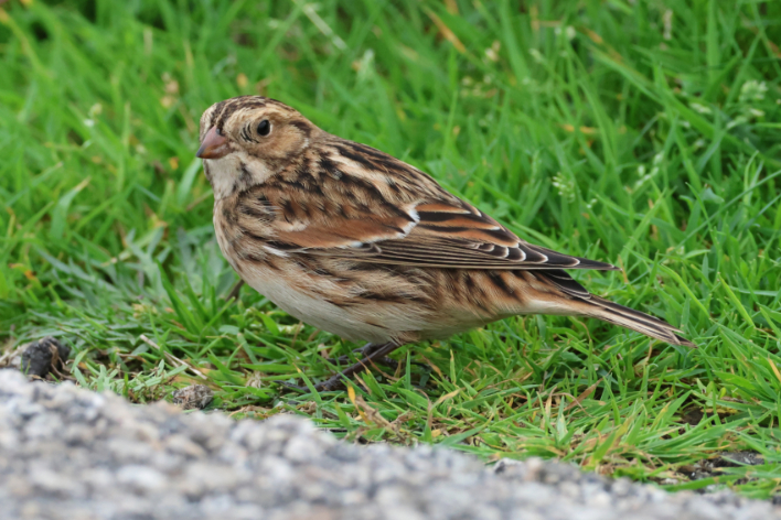 Lapland Bunting