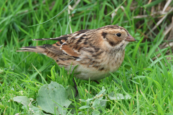 Lapland Bunting
