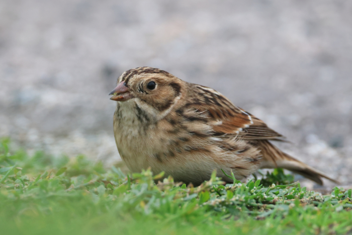Lapland Bunting