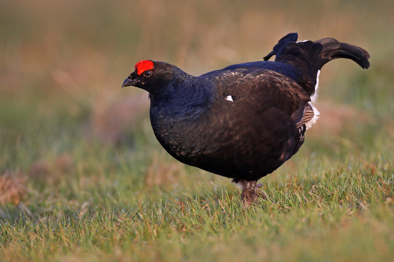 Black Grouse