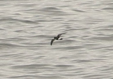 Wilson's Petrel