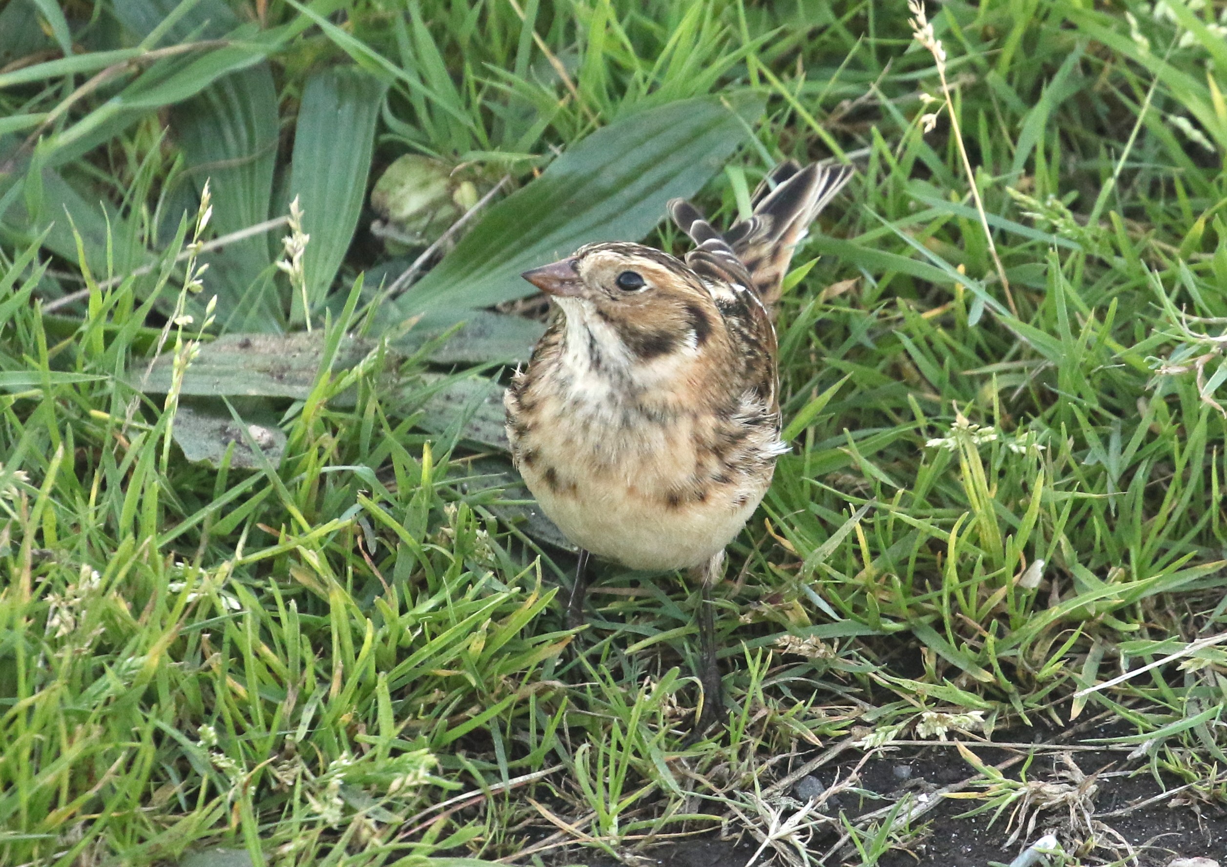 Lapland Bunting