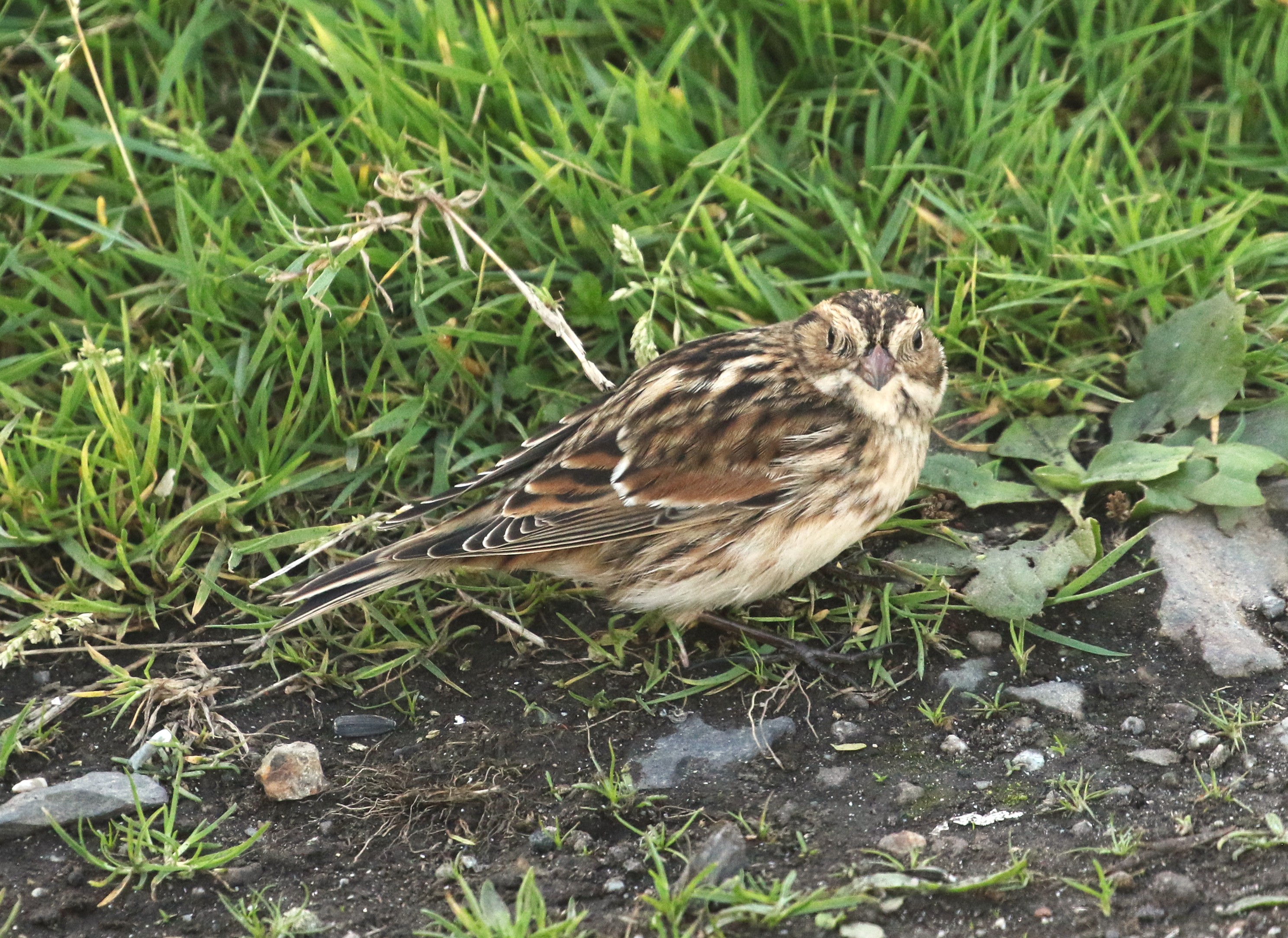 Lapland Bunting