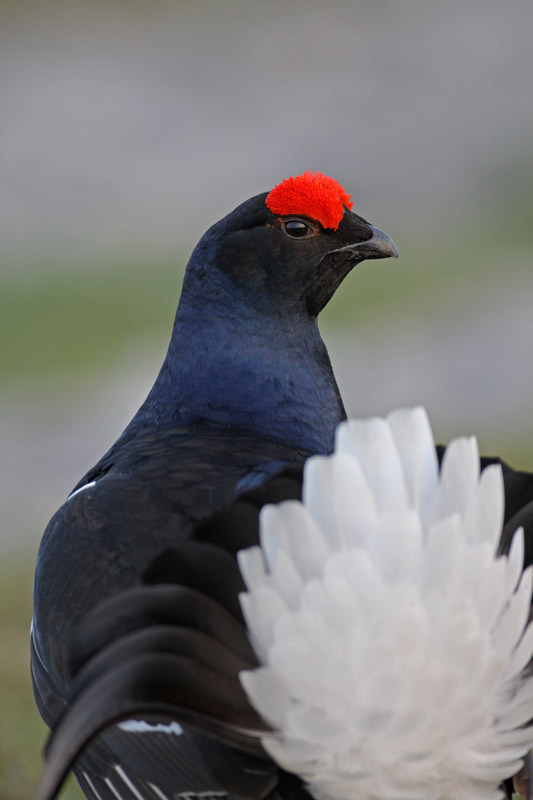 Black Grouse