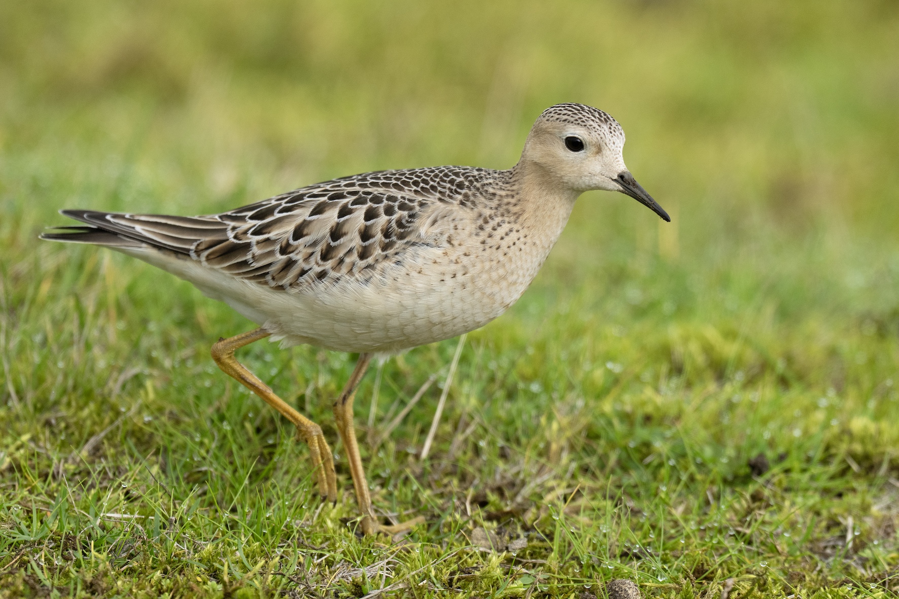 Buff-breasted Sandpiper