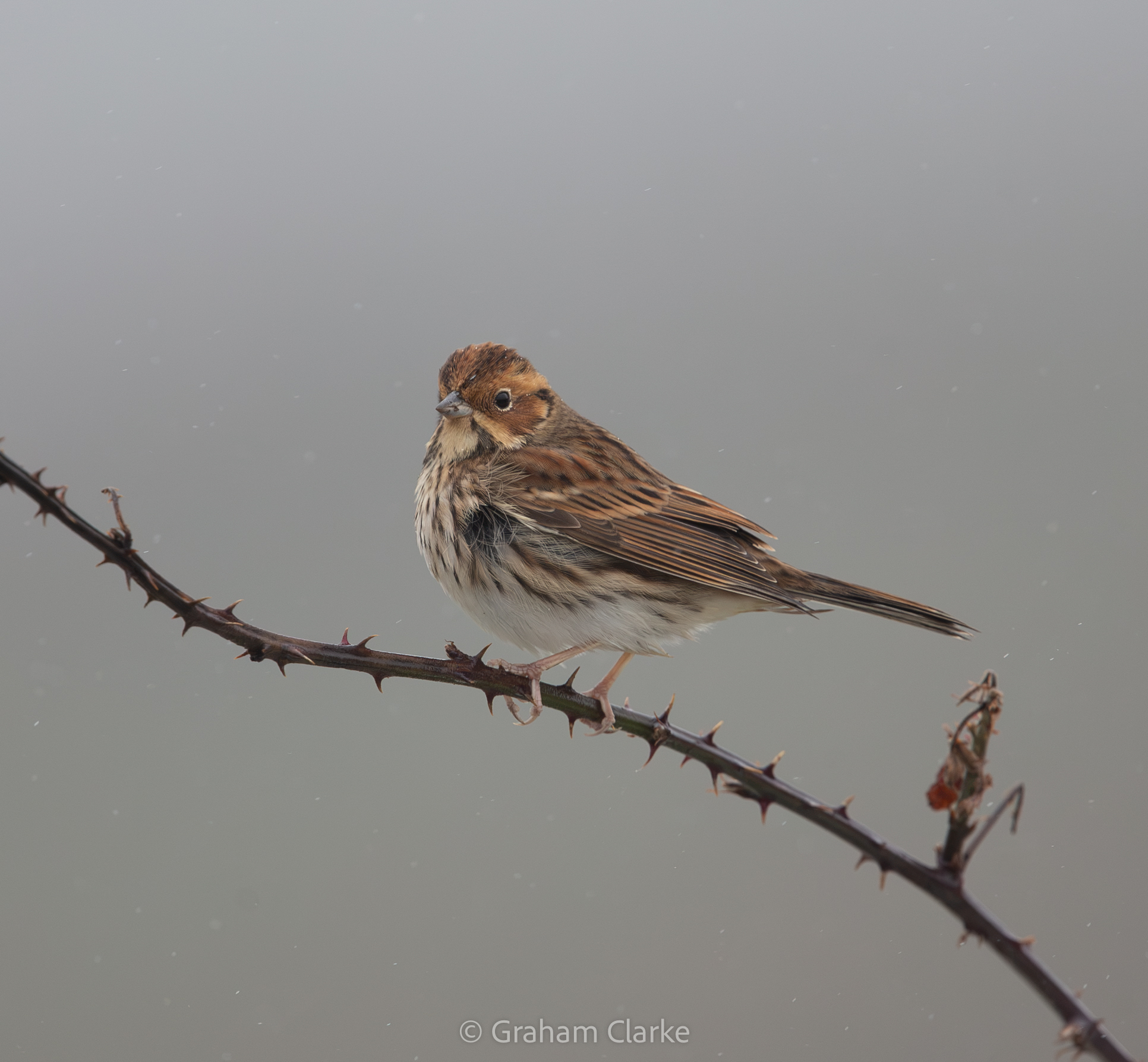 Little Bunting