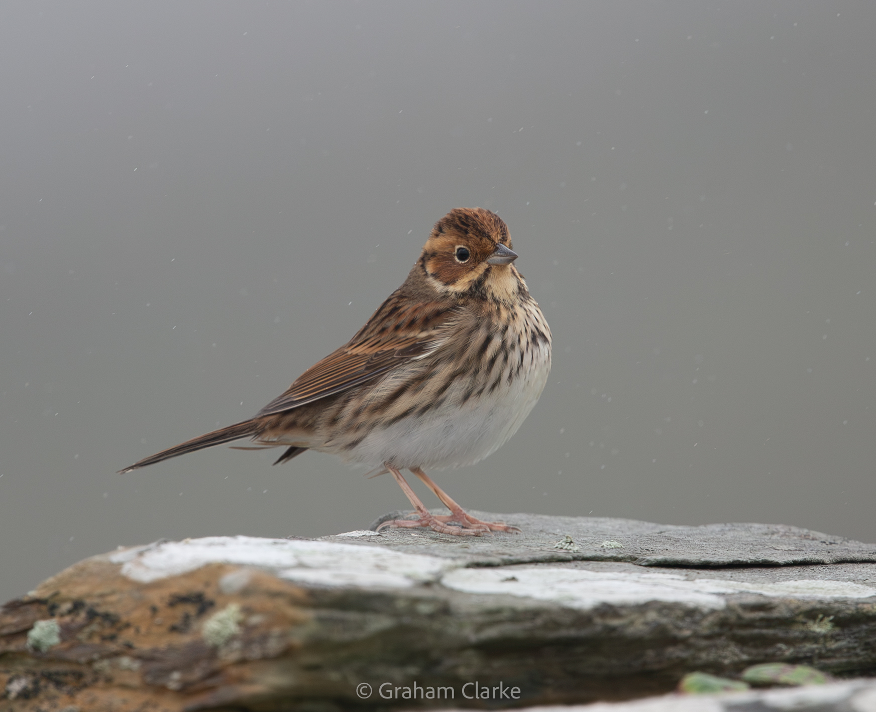 Little Bunting