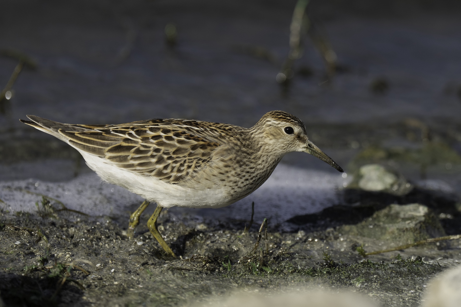 Pectoral Sandpiper