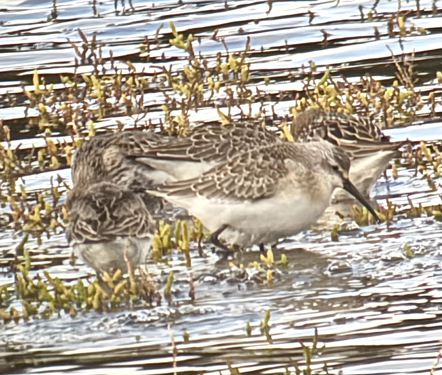 Curlew Sandpiper