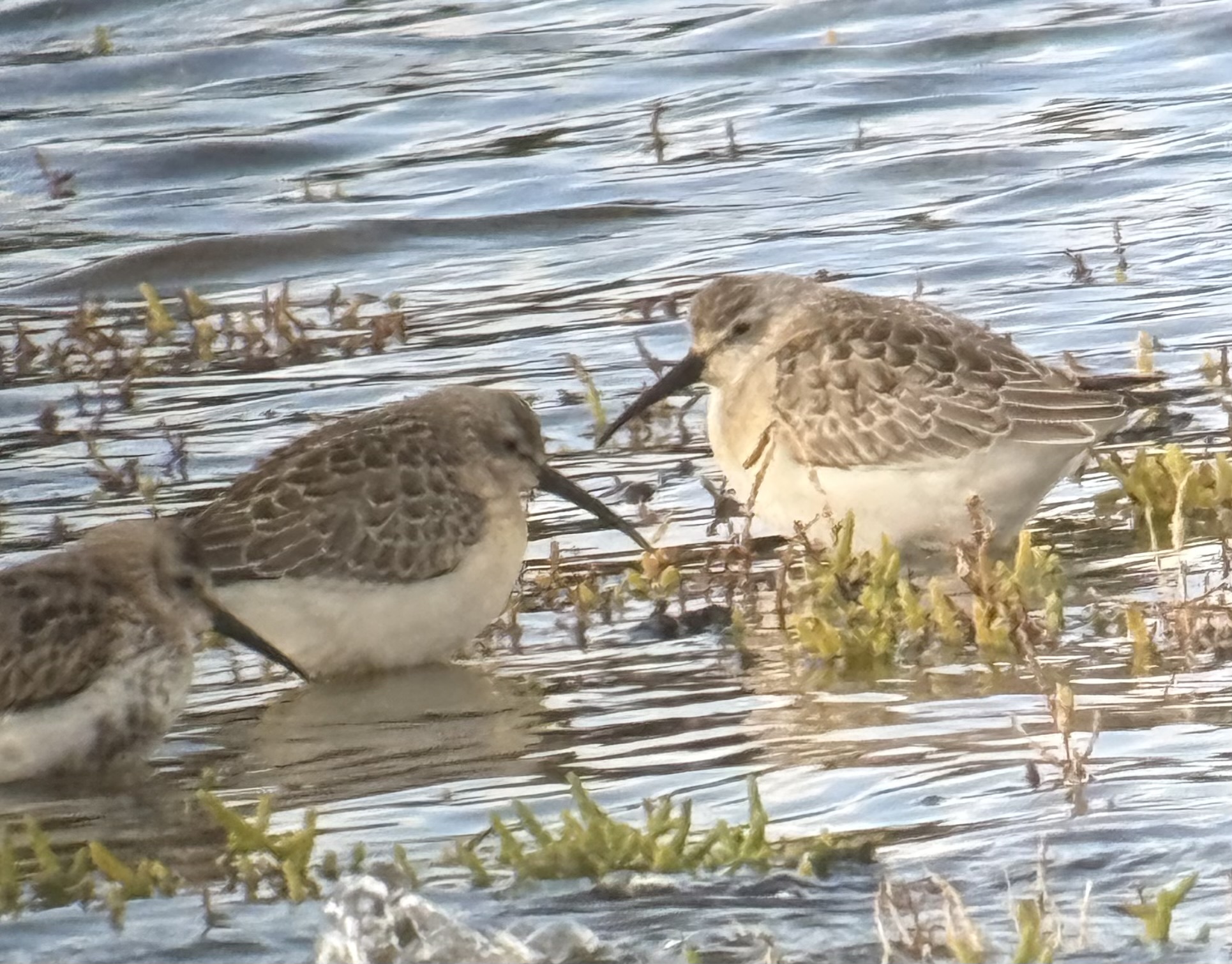 Curlew Sandpiper