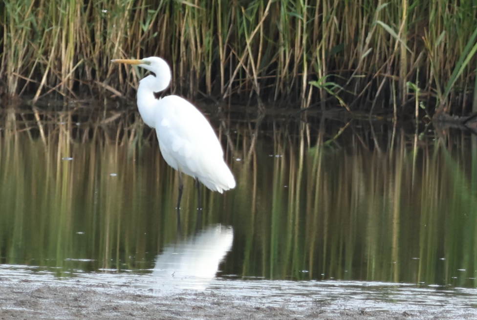 Great White Egret