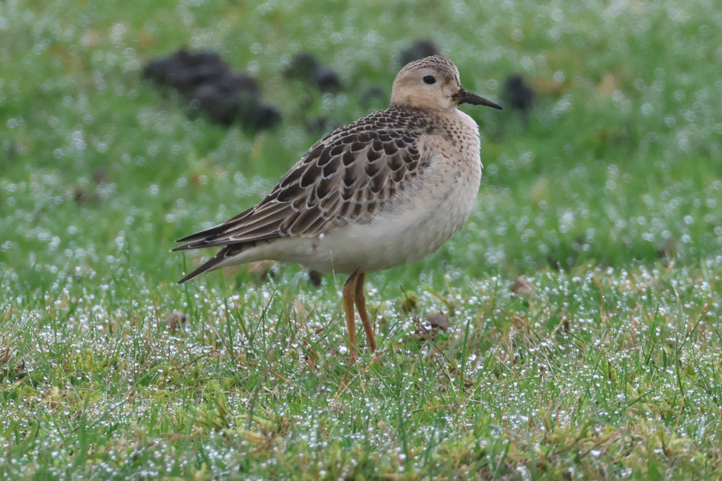 Buff-breasted Sandpiper