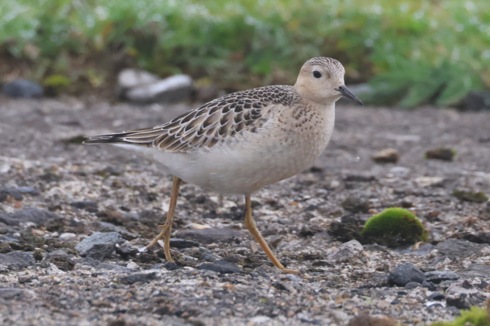 Buff-breasted Sandpiper
