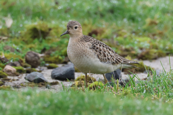 Buff-breasted Sandpiper