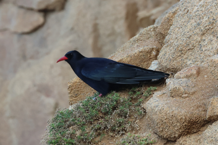 Chough