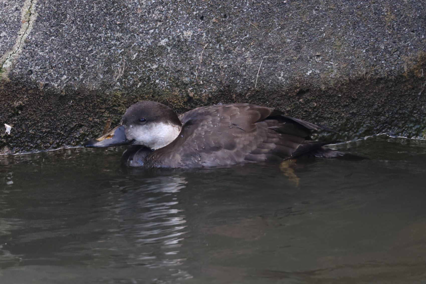 Common Scoter
