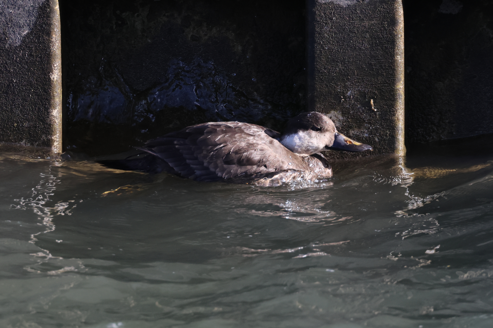 Common Scoter