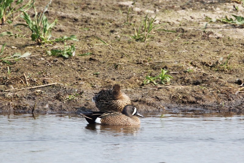 Blue-winged Teal