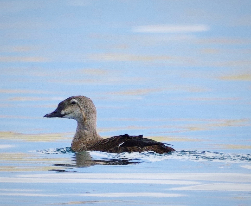 King Eider
