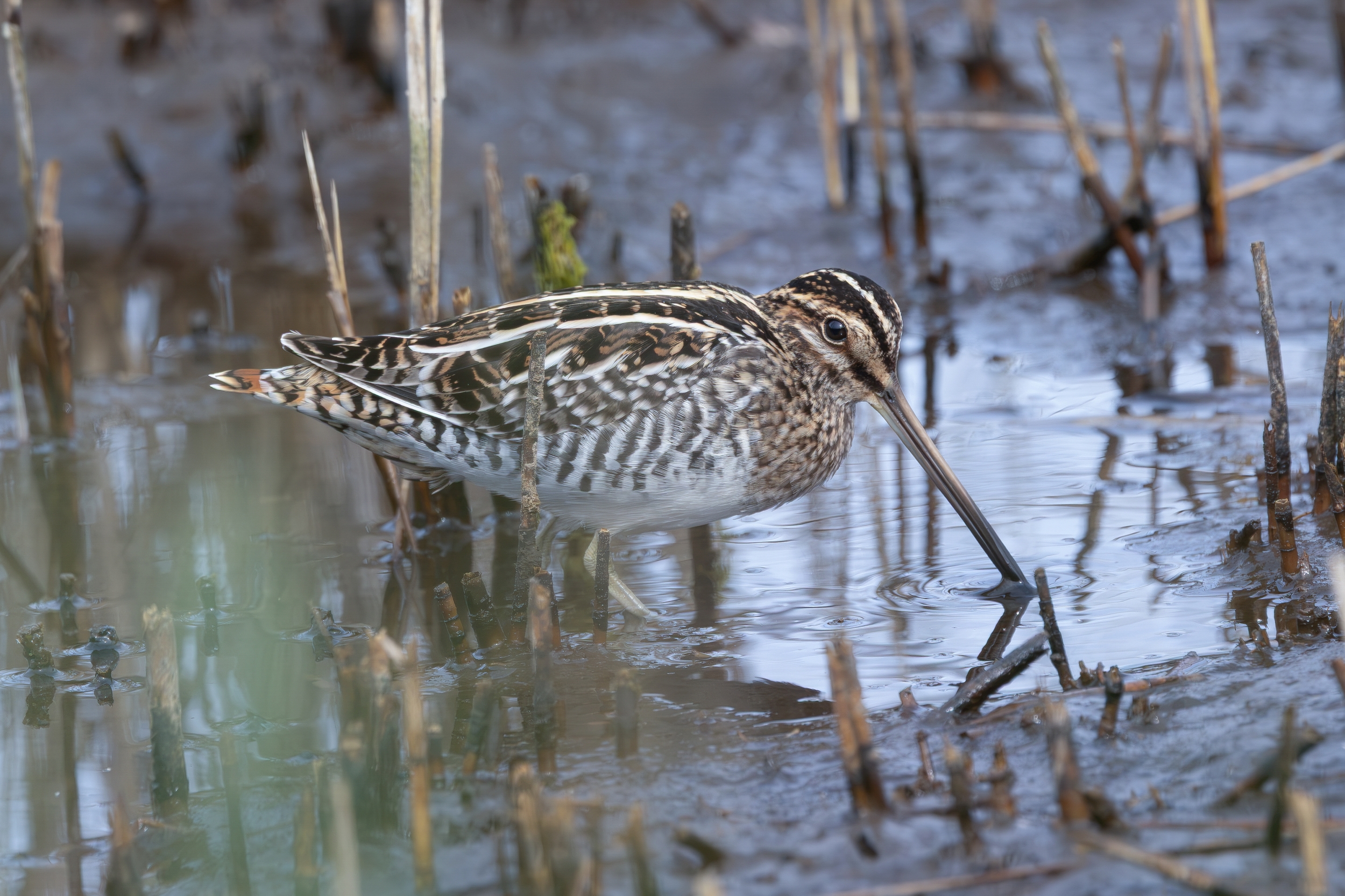 Wilson's Snipe