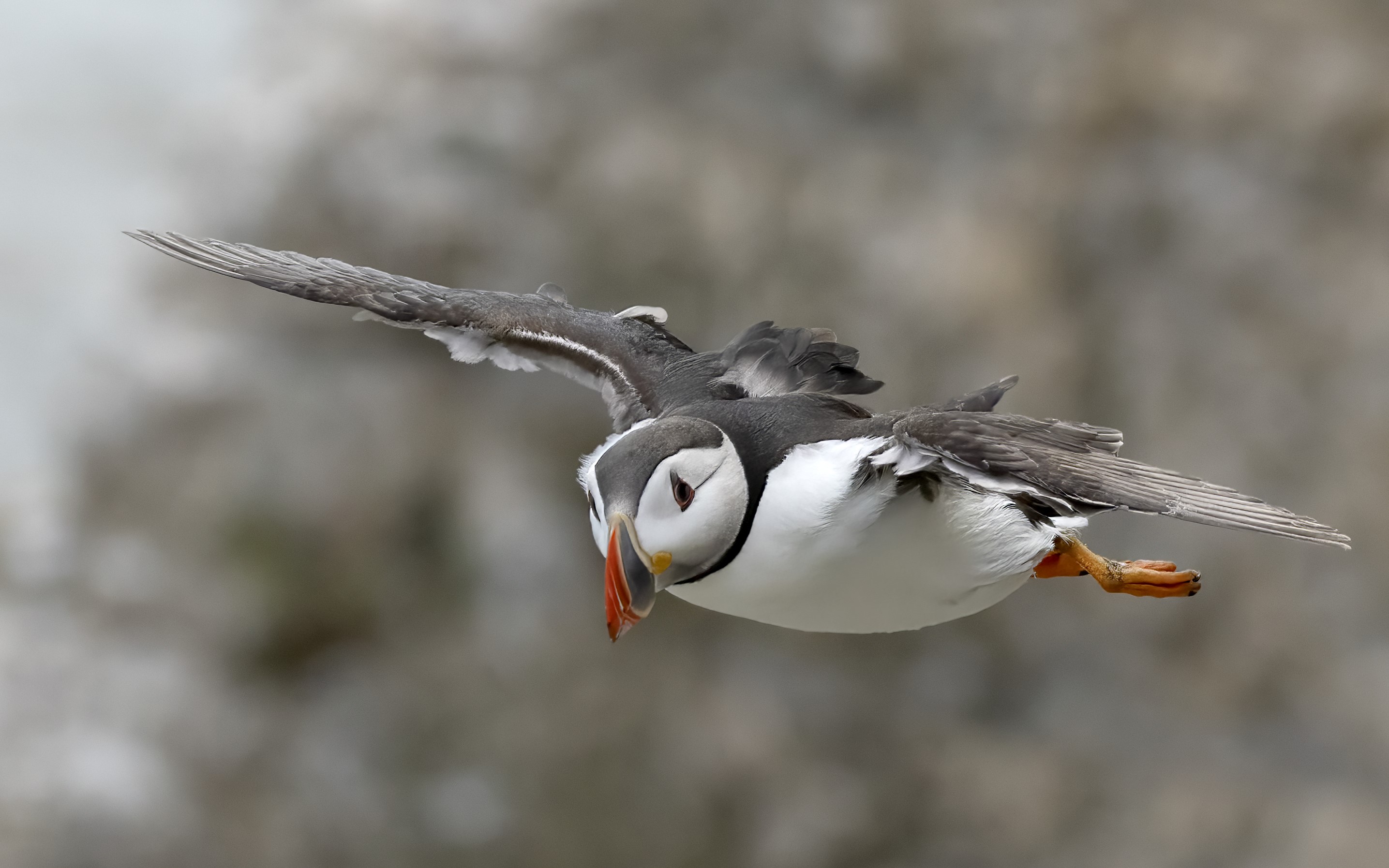 Puffin