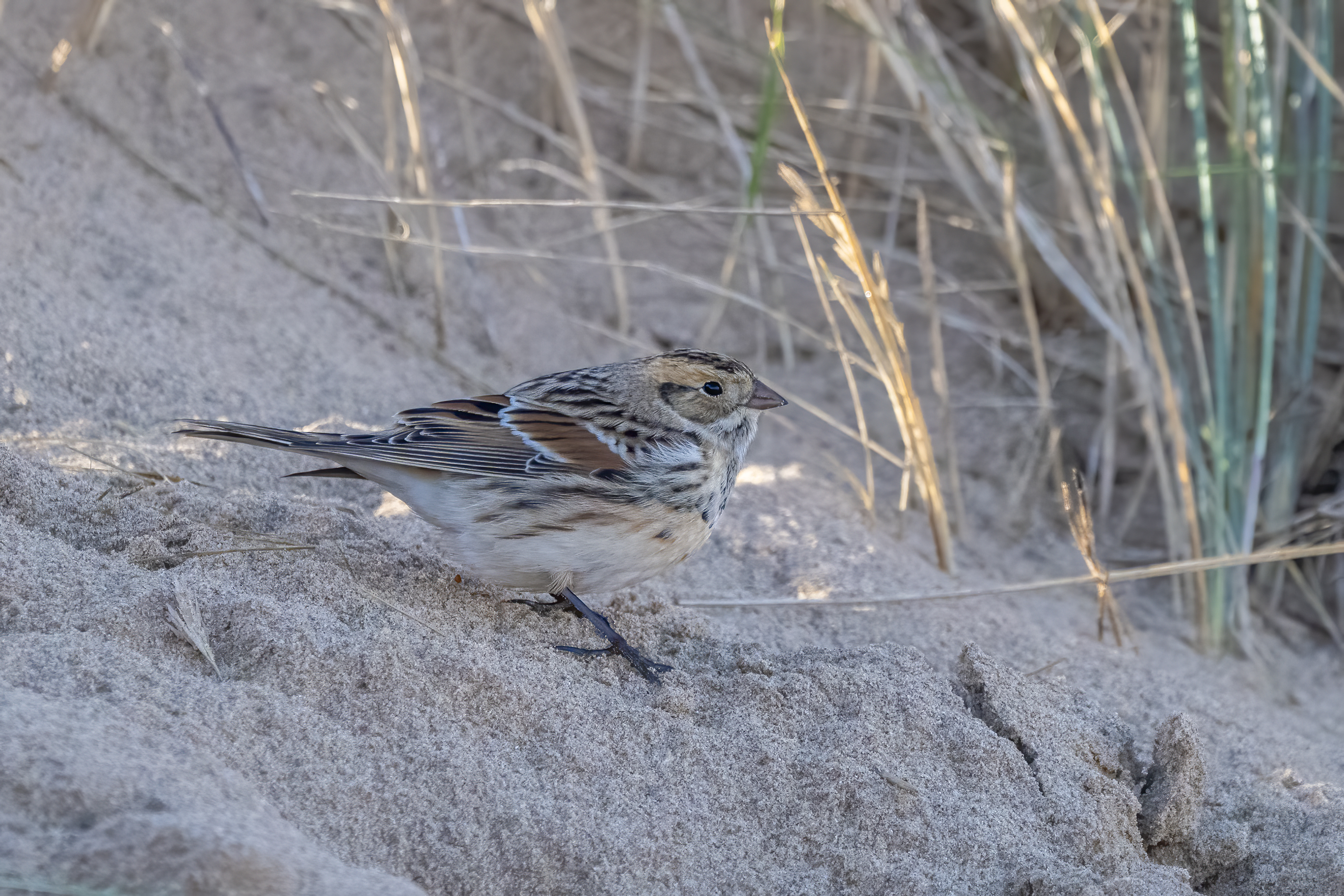 Lapland Bunting