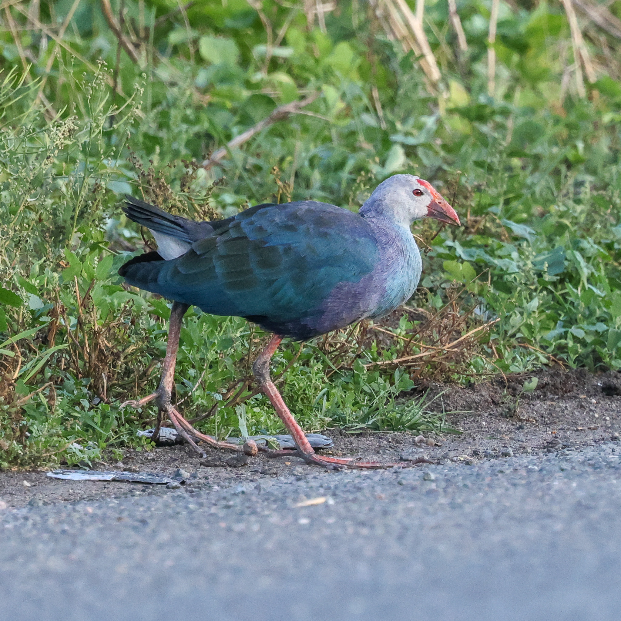 Grey-headed Swamphen