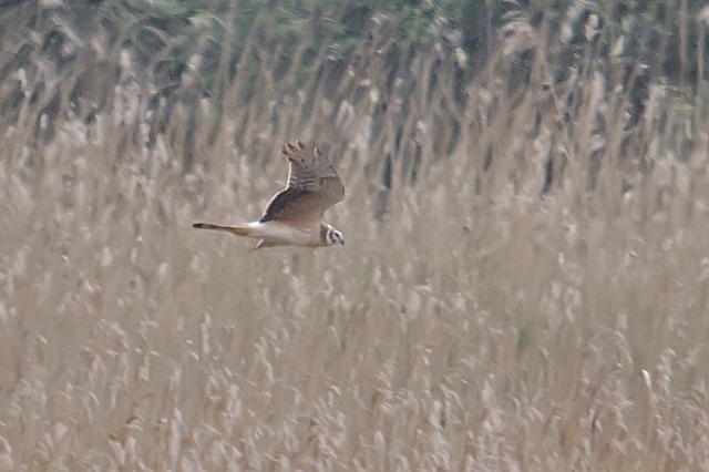 Pallid Harrier
