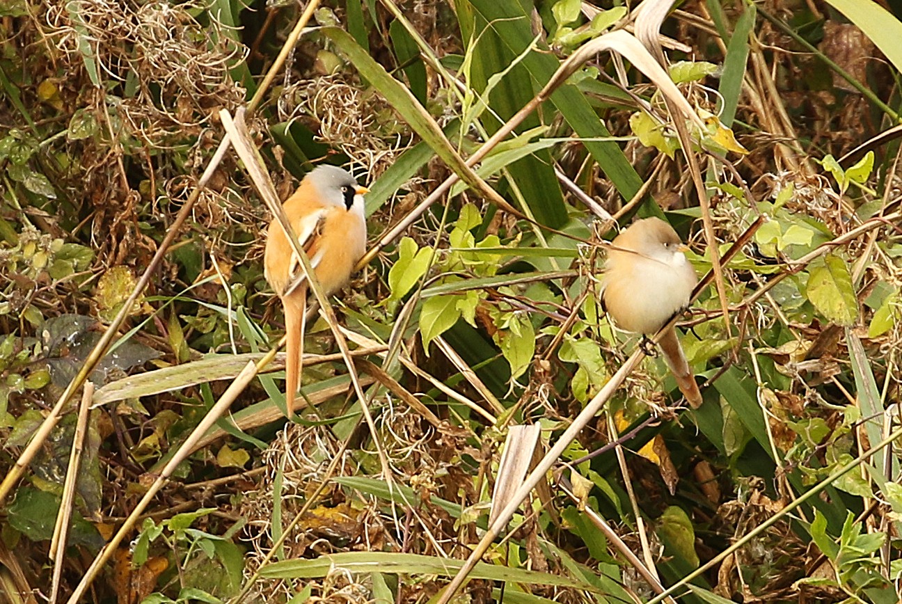 Bearded Tit