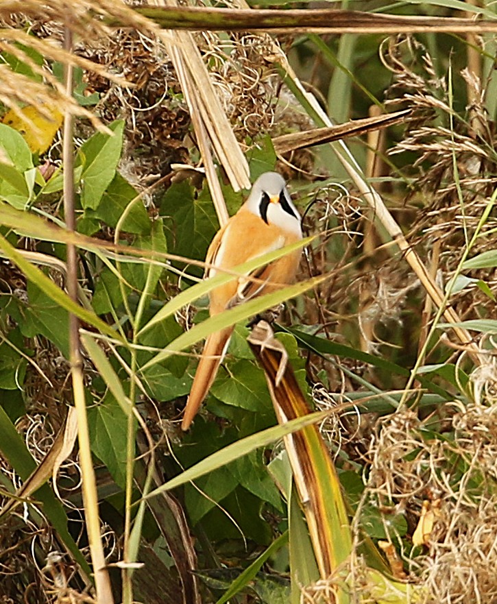 Bearded Tit
