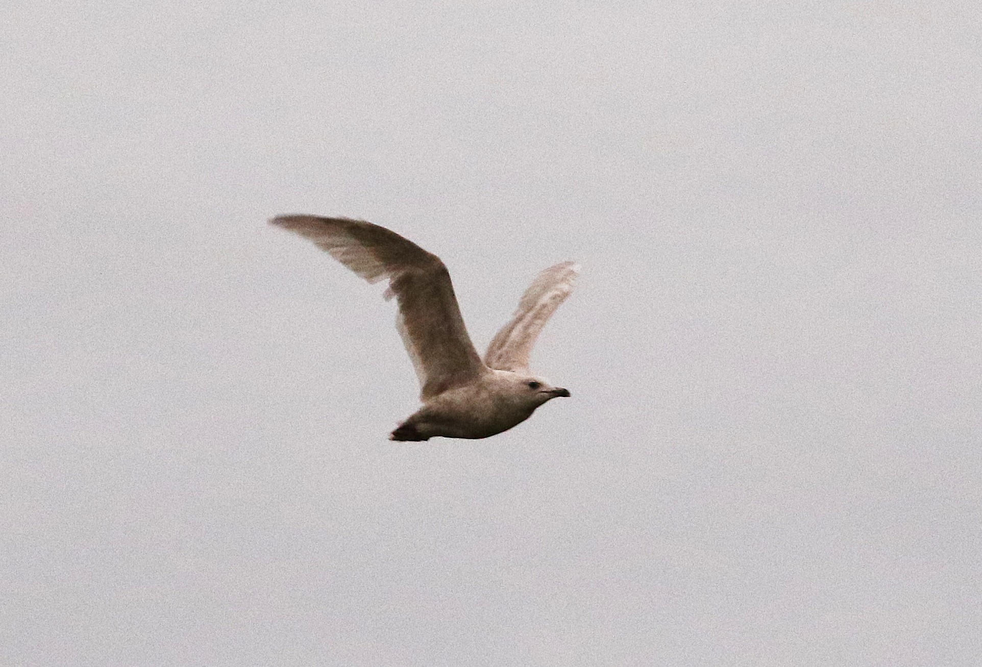Kumlien's Gull