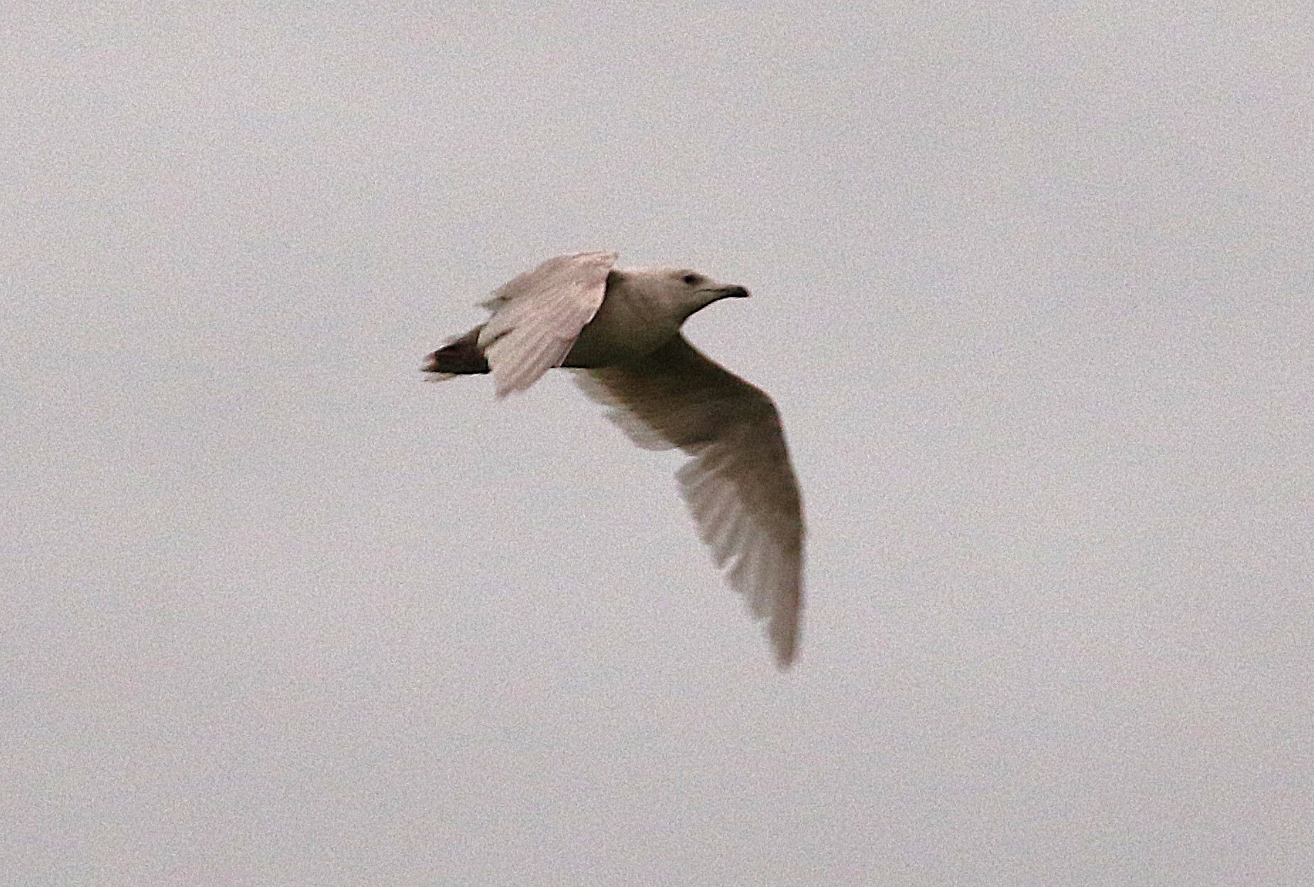 Kumlien's Gull