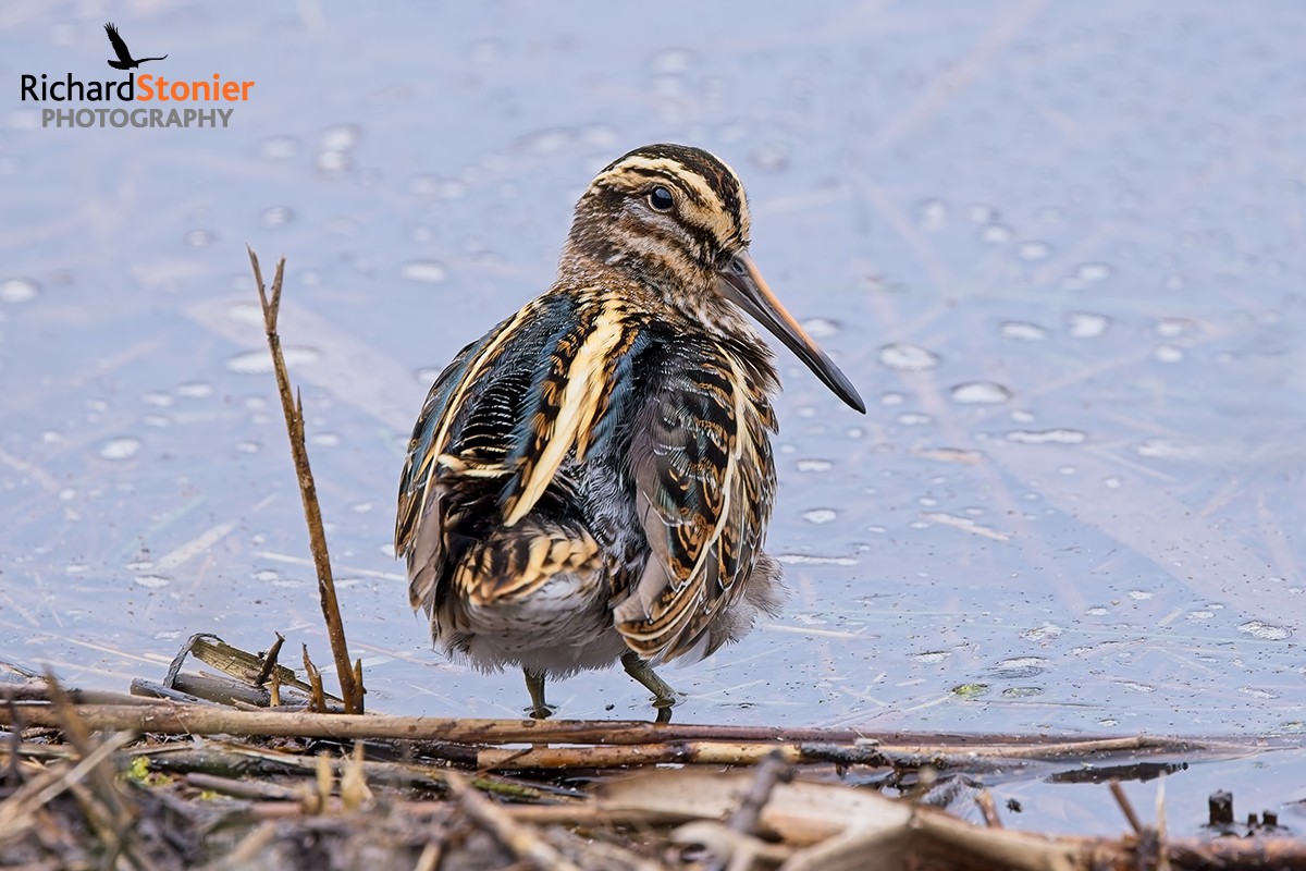 Jack Snipe