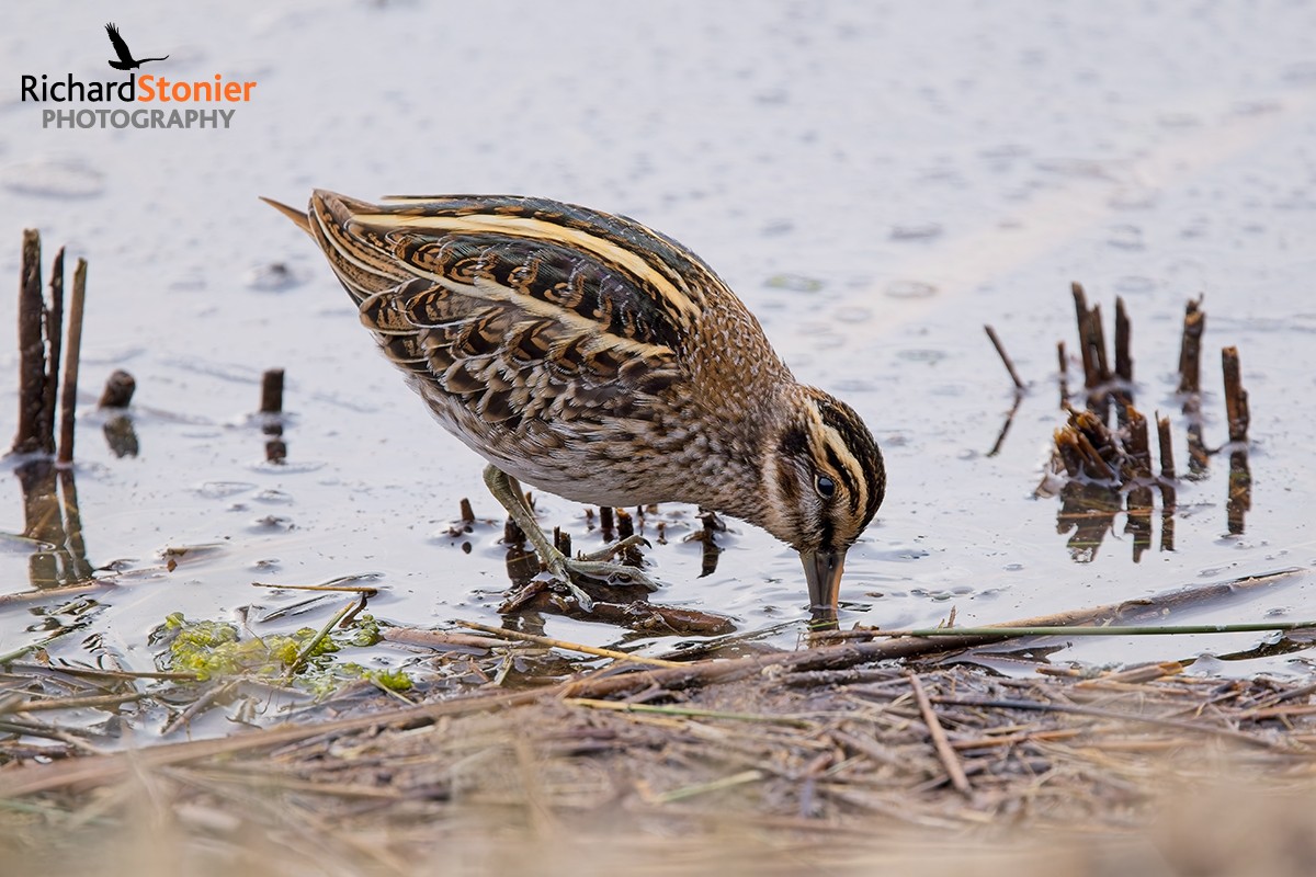 Jack Snipe