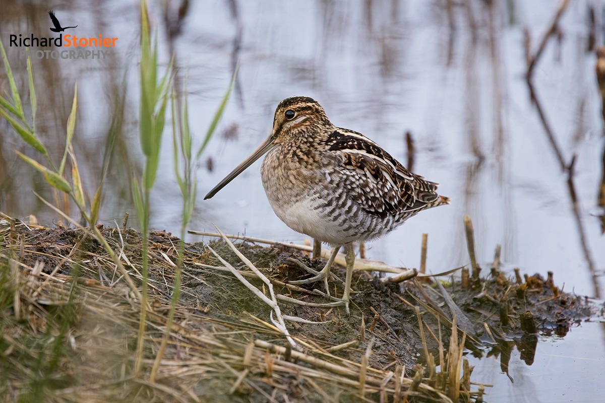 Wilson's Snipe