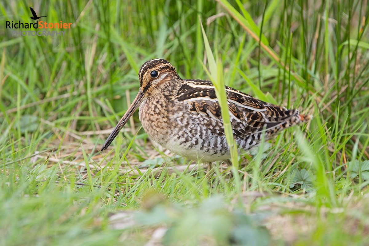 Wilson's Snipe
