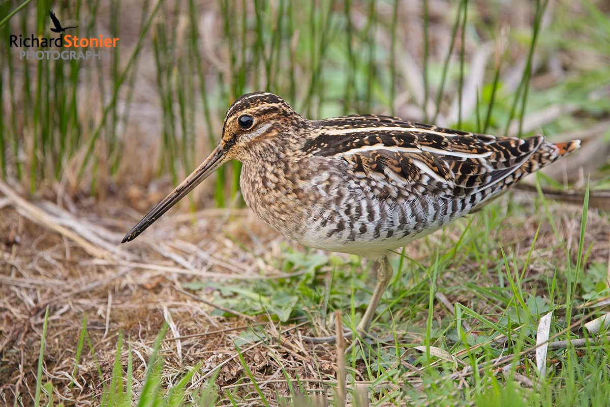 Wilson's Snipe