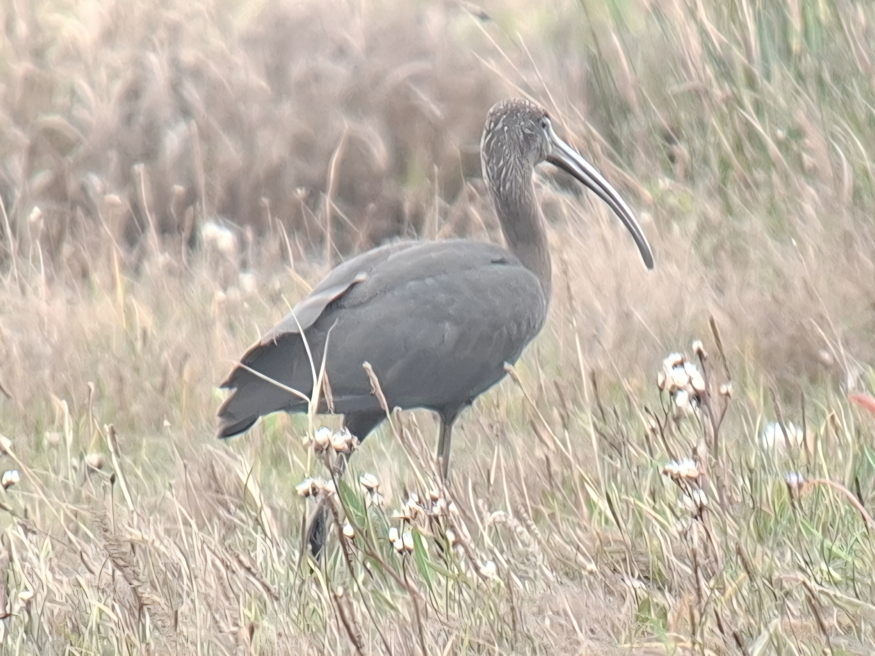 Glossy Ibis