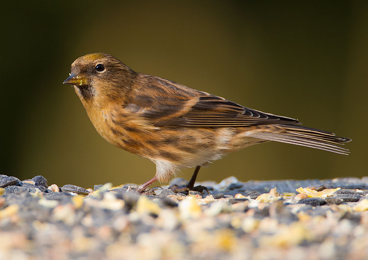 Lesser Redpoll