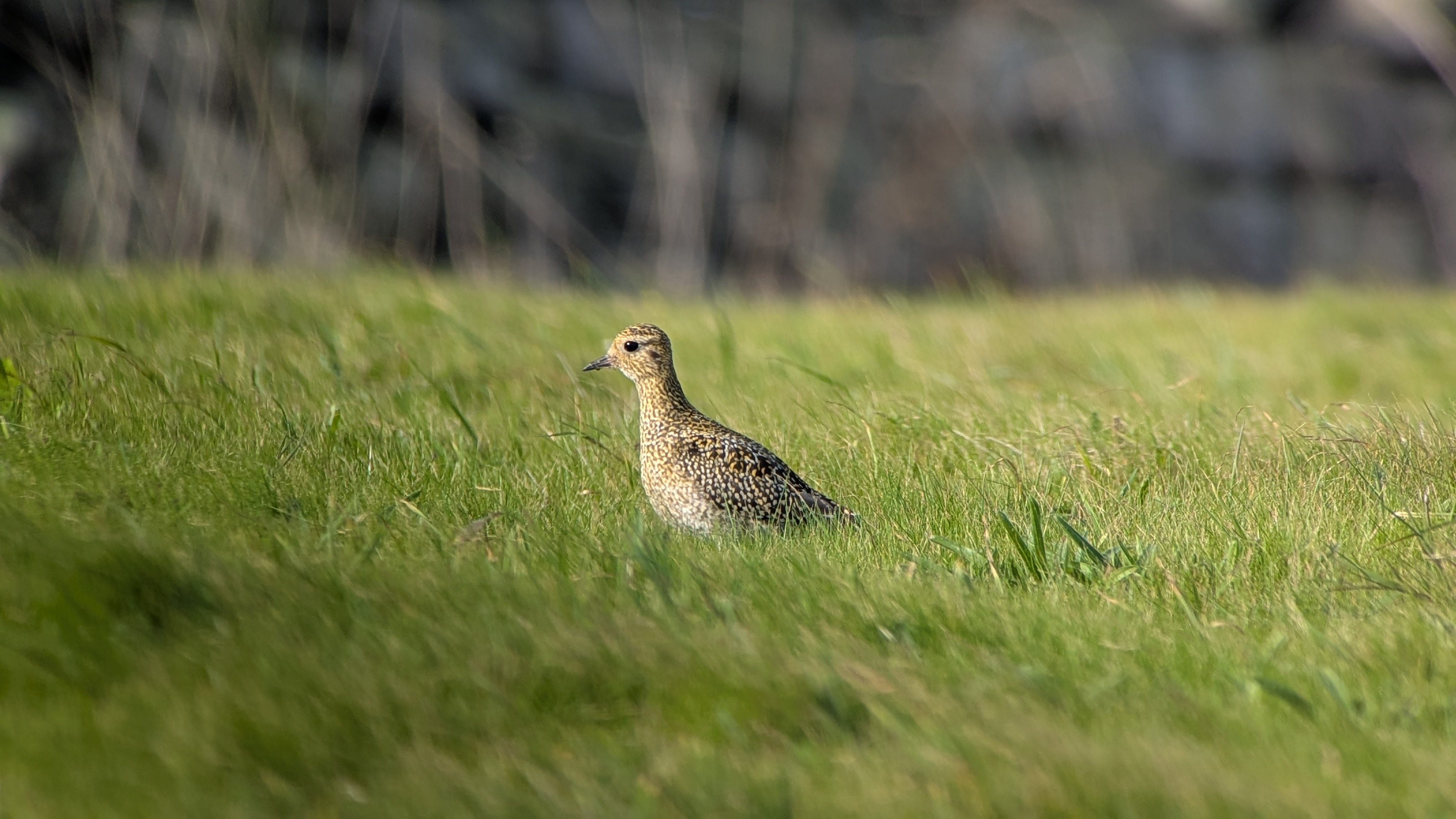Golden Plover
